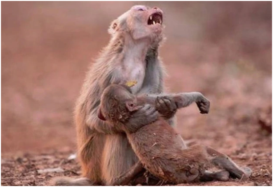 亚马孙雨林火灾肆虐 母猴抱着孩子仰头痛哭的画面让人鼻酸！
