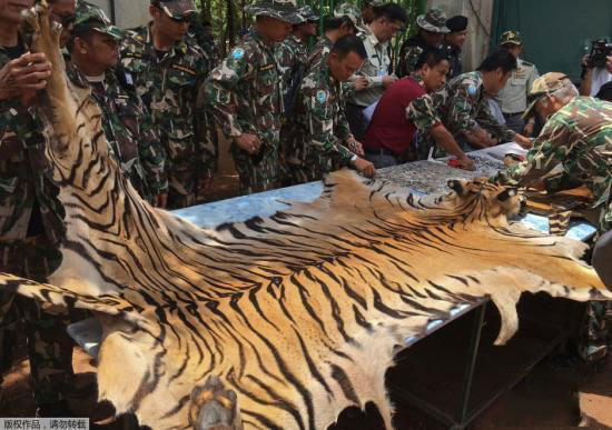 泰寺庙为牟利让老虎近亲繁殖 147头老虎死亡过半
